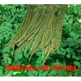 Moringa Capsules